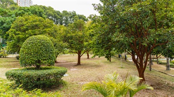 Topiary mixes in a sense of formality within the natural environment, contrasting with adjacent rustic tree foliage.